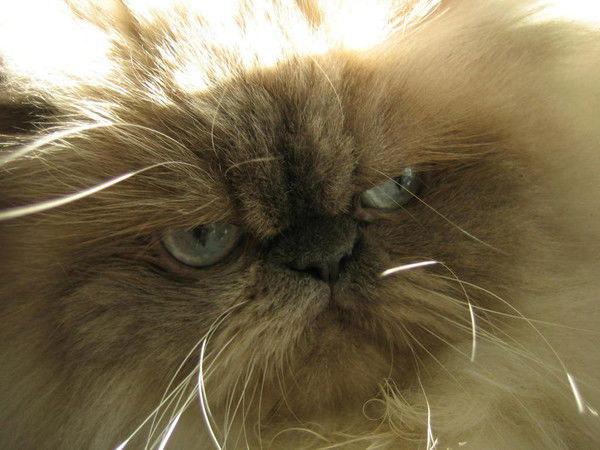 Александр Богацкий