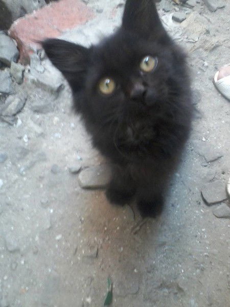 Александр Мирошниченков