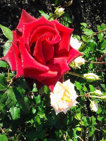 Наталия Логвиненко