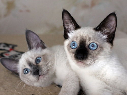 Марина Шенцева