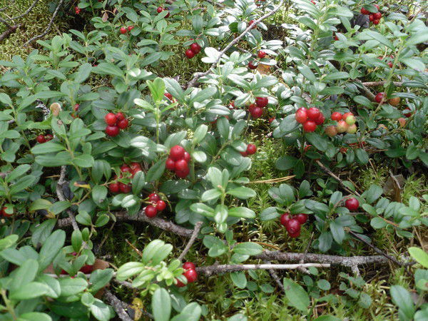 Наталья Яловка