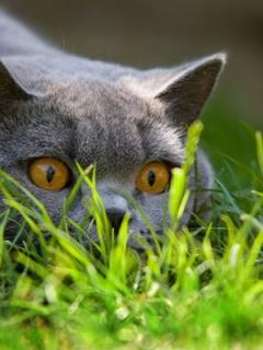 Светлана Ивина