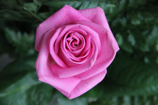 Наталья Красовская