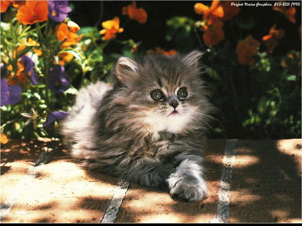 Марина Полева