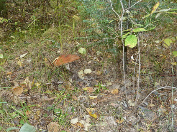 Cветлана Бельчонок