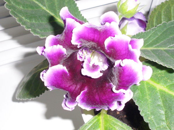 Алсу Галимуллина