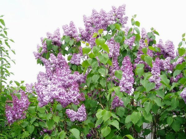 Елена Ташланова