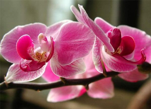 Регина Галиева