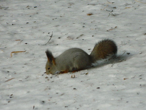 Николай Нетесов