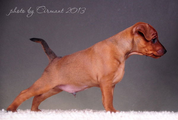 Анжелика Куницкая