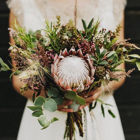 Протея Любимая