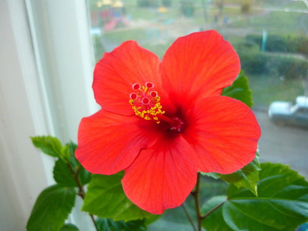 Гузель Ахметова