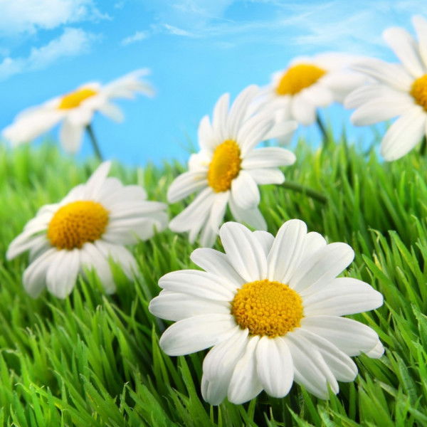 Анна Александровна Лисицына