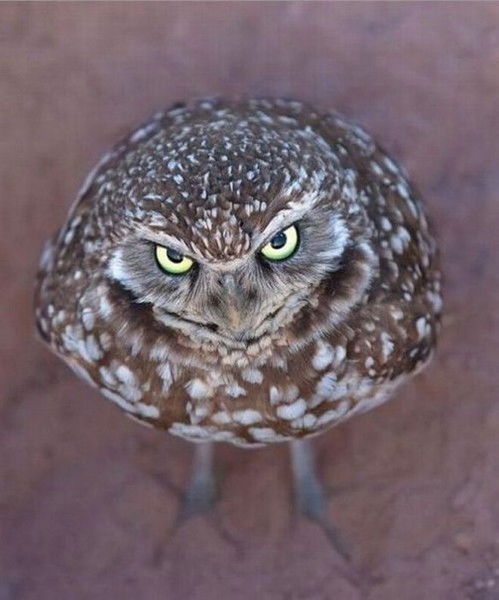 Твой Придурок