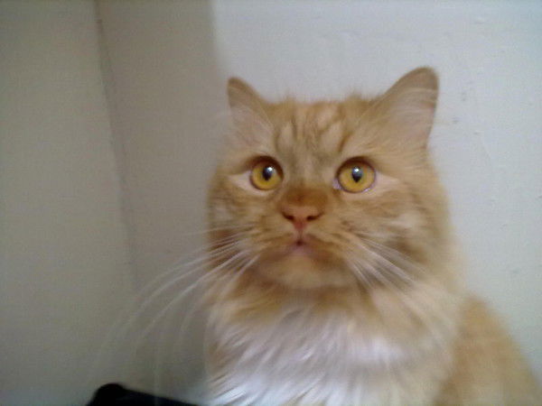 Светлана Анфёрова