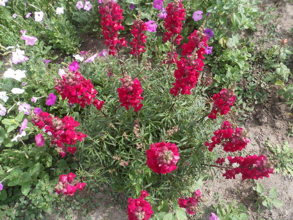 Анна Саввова