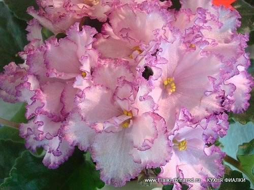 Елена Беликова