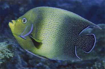 Ангелина Панова