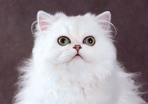 Виталий Власов