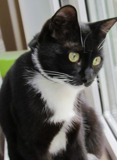 Елена Адова