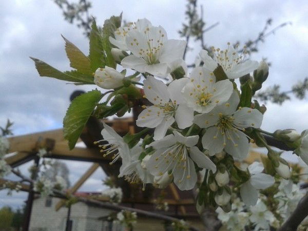 Оля Новикова