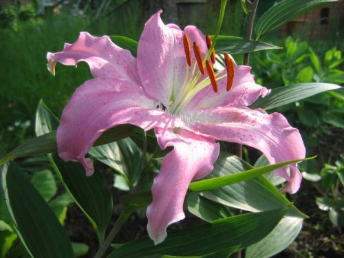 Лилия Боженова