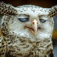 Дима Чуприк