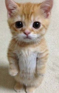 Саша Москвина