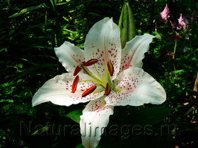 Фарида Гайнуллина