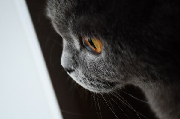 Неизвестно Неизвестно