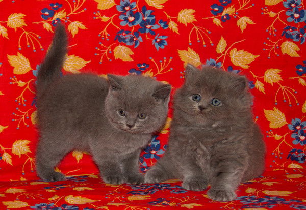 Елена Миронова