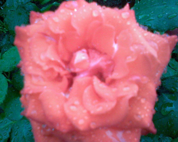 Анна Пальтова