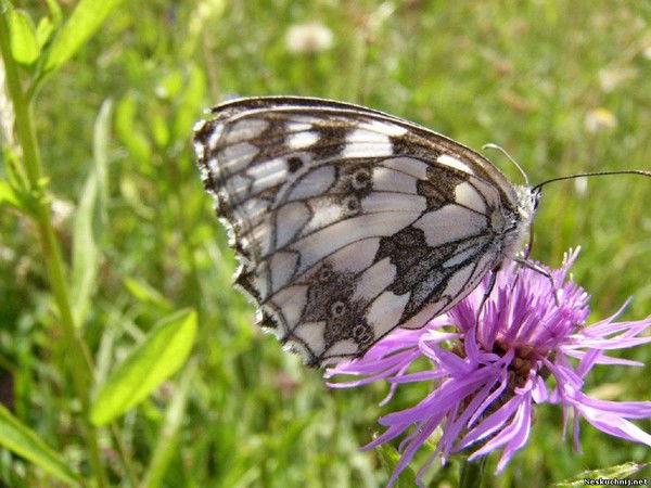 Тёсово-Нетыльский Дк Рогавка