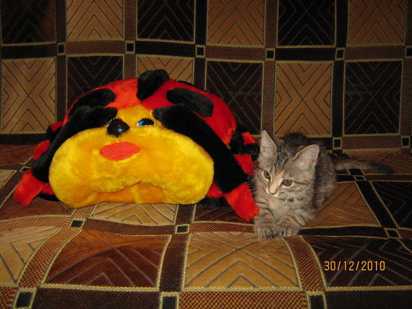 Лидия Шевякова