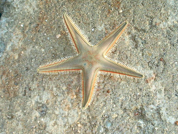 Раиса Руденко