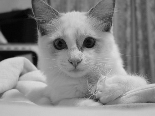 Ольга Иваница