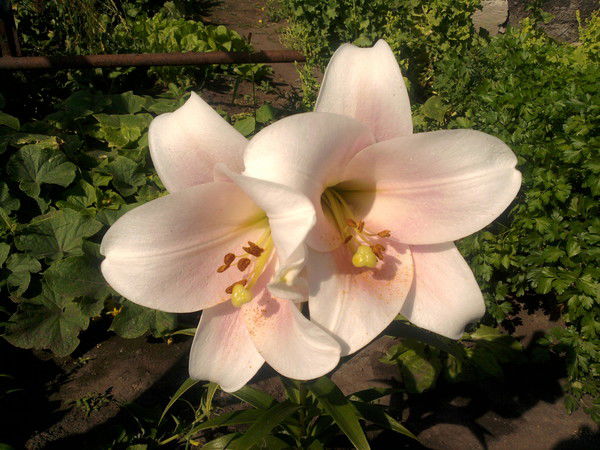 Алла Осетрова