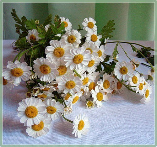 Изабэлла Загадка