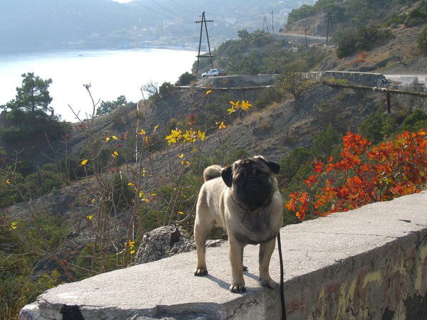 Александр Акимов