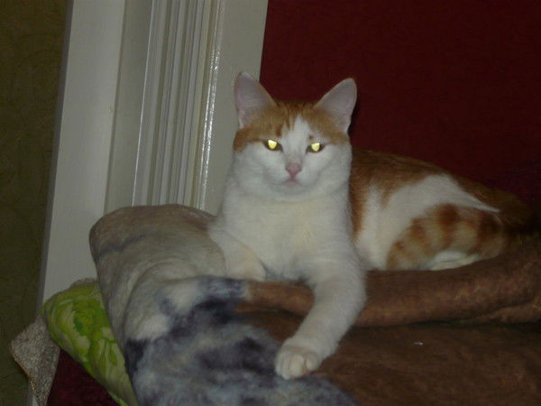 Ангелина Паначева