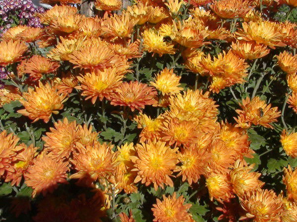 Намаприя Намаприя