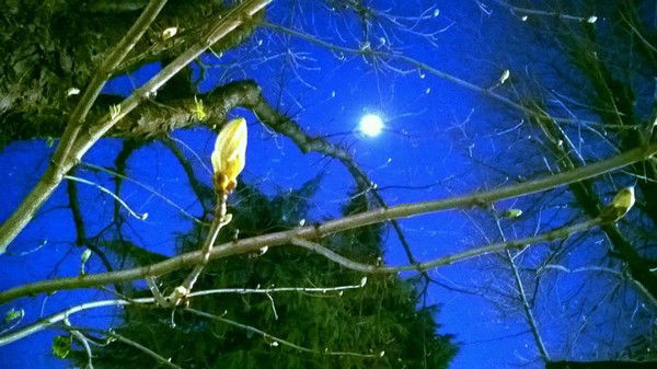 Ольга Старкова