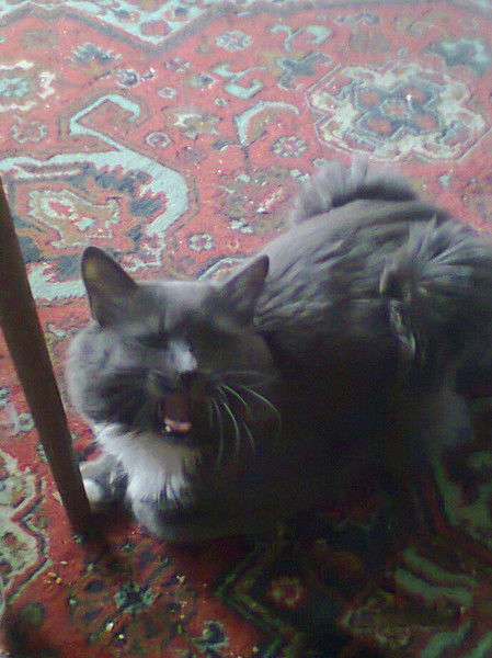 Макс Викторов