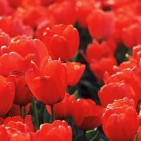 Елена Олейник