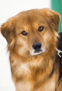 Анжелика Никитина