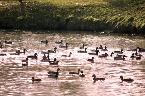 Жибек Урпекбаева