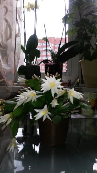 Юлия Абросимова