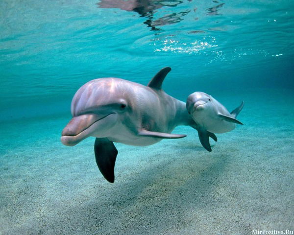 Руслан Литвинов