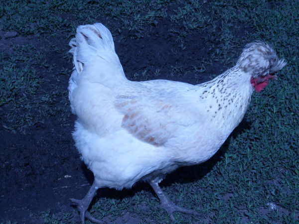 Сон На Рассвете