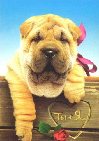 Алексей Хлопков